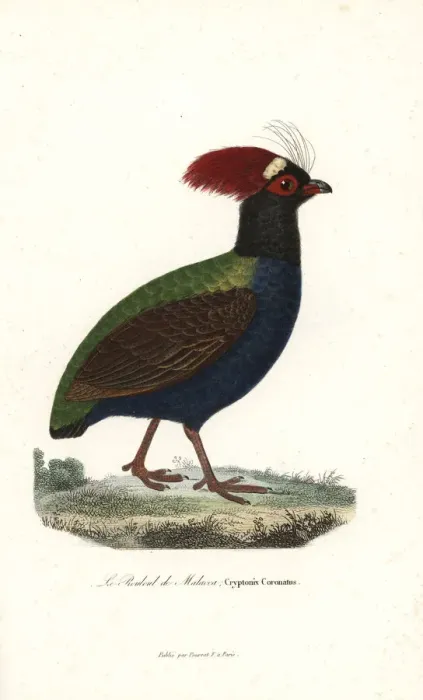 Framed Print : Crested partridge, Rollulus rouloul