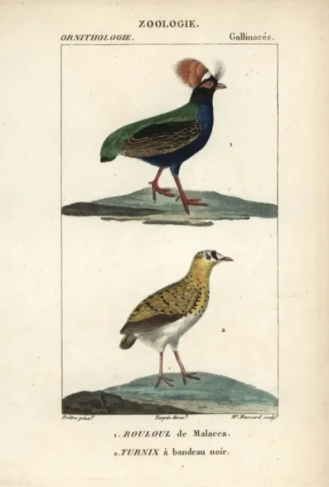 Framed Print : Crested partridge, Rollulus rouloul, and Madagascar Framed Print : Crested partridge, Rollulus rouloul, and Madagascar