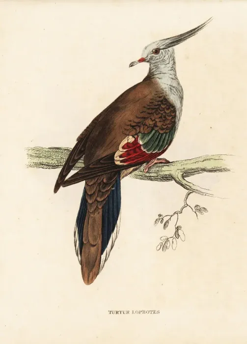 Framed Print : Crested pigeon, Ocyphaps lophotes