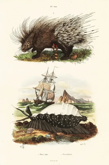 Framed Print : Crested porcupine and tiger cowrie Framed Print : Crested porcupine and tiger cowrie