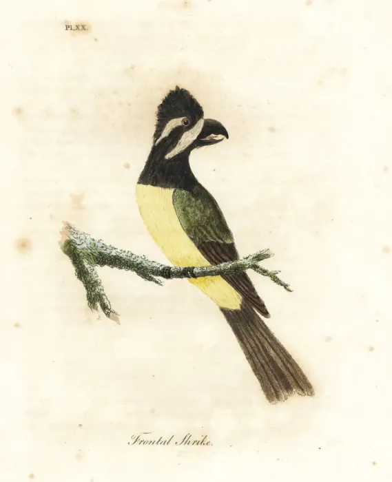 Framed Print : Crested shriketit, Falcunculus frontatus
