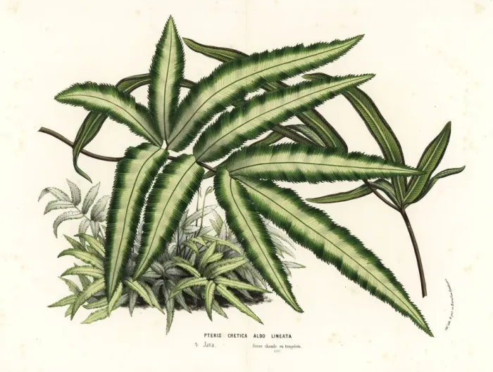 Framed Print : Cretan brake fern, Pteris cretica Framed Print : Cretan brake fern, Pteris cretica
