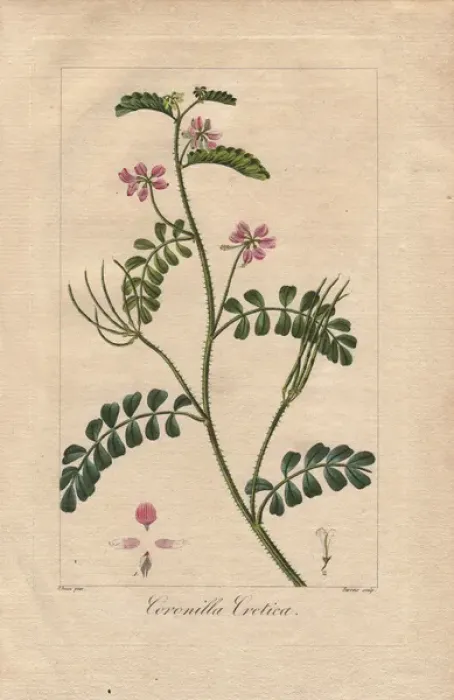 Framed Print : Cretan crownvetch, Securigera cretica Framed Print : Cretan crownvetch, Securigera cretica