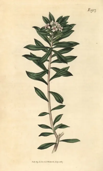 Framed Print : Cretan daphne, Daphne oleoides Framed Print : Cretan daphne, Daphne oleoides
