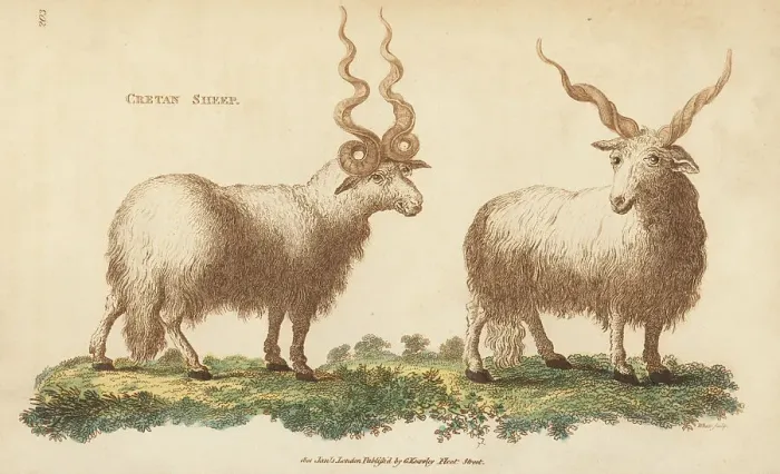Framed Print : Cretan sheep, Ovis aries strepsiceros Framed Print : Cretan sheep, Ovis aries strepsiceros