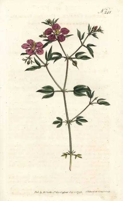 Framed Print : Cretian fagonia, Fagonia cretica Framed Print : Cretian fagonia, Fagonia cretica