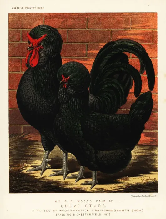 Framed Print : Creve-coeur breed, endangered Framed Print : Creve-coeur breed, endangered