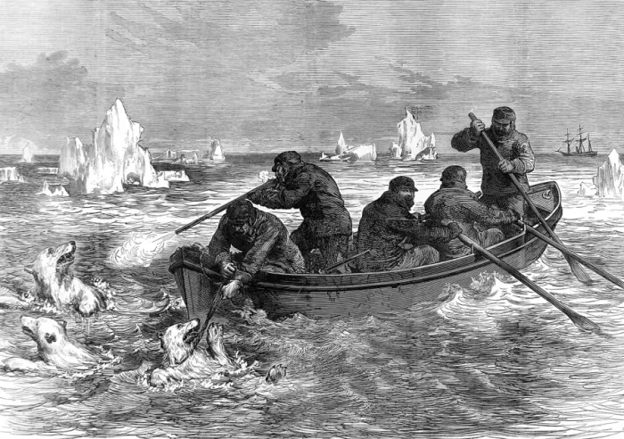 Framed Print : The crew of the Pandora hunting Polar Bears, 1875 Framed Print : The crew of the Pandora hunting Polar Bears, 1875