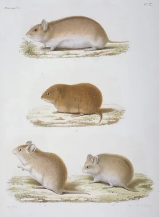 Framed Print : Cricetinae (subfamily), dwarf hamster Framed Print : Cricetinae (subfamily), dwarf hamster
