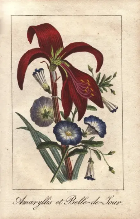 Framed Print : Crimson amaryllis and dwarf morning glory Framed Print : Crimson amaryllis and dwarf morning glory