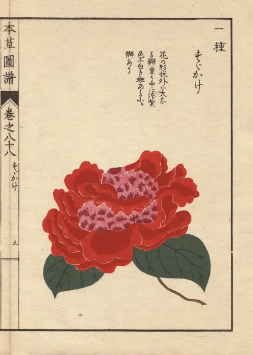 Framed Print : Crimson camellia, Susukage, Thea japonica Nois Framed Print : Crimson camellia, Susukage, Thea japonica Nois