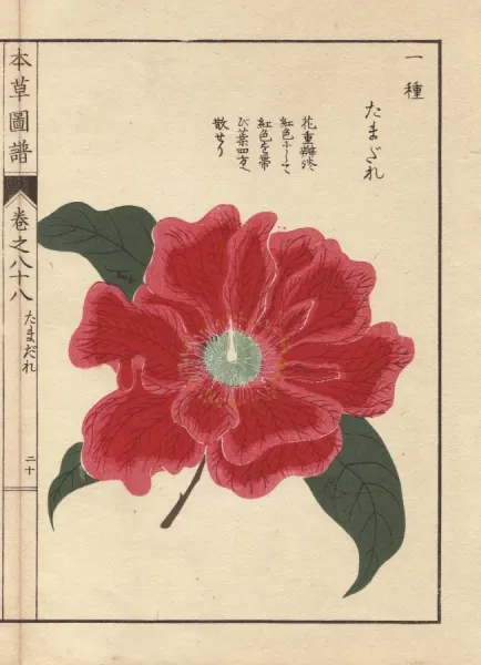 Japanese Woodblock Print of Crimson Camellia, 1884. Art Prints