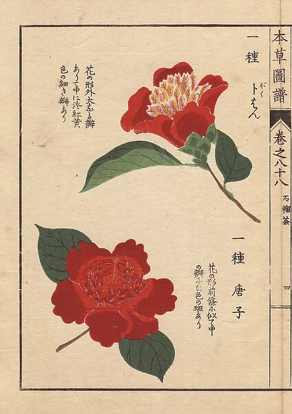 Crimson camellias, Bokuhan and Karako, Thea
