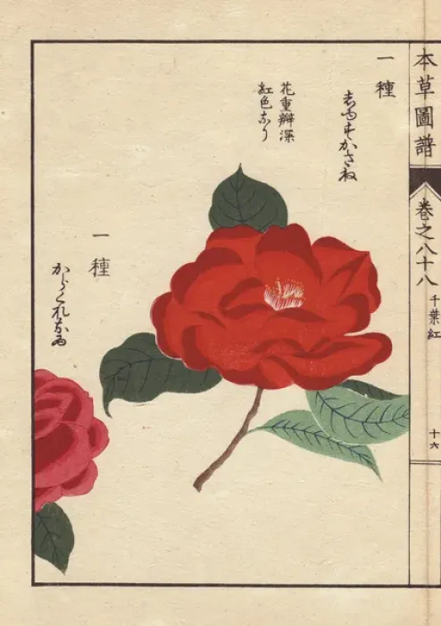 Framed Print : Crimson camellias, Shusukasane and Karakureoru Framed Print : Crimson camellias, Shusukasane and Karakureoru
