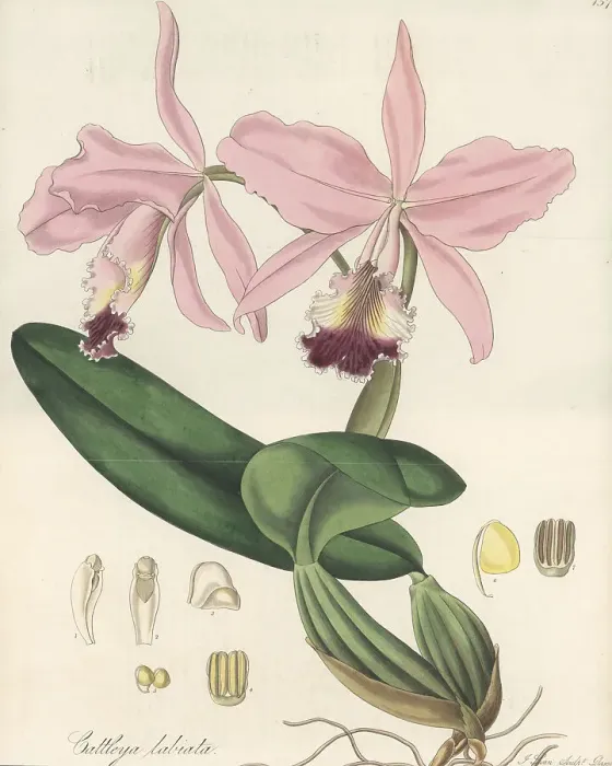 Framed Print : Crimson cattleya orchid, Cattleya labiata Framed Print : Crimson cattleya orchid, Cattleya labiata
