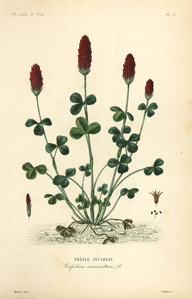 Crimson clover or Italian clover, Trifolium incarnatum