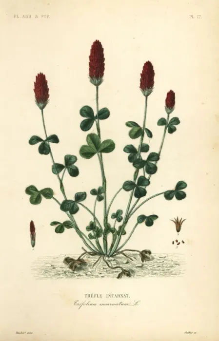 Framed Print : Crimson clover or Italian clover, Trifolium incarnatum Framed Print : Crimson clover or Italian clover, Trifolium incarnatum