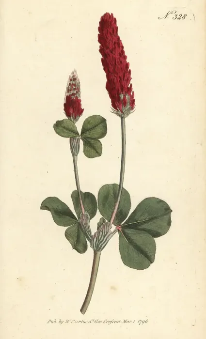 Framed Print : Crimson clover, Trifolium incarnatum Framed Print : Crimson clover, Trifolium incarnatum