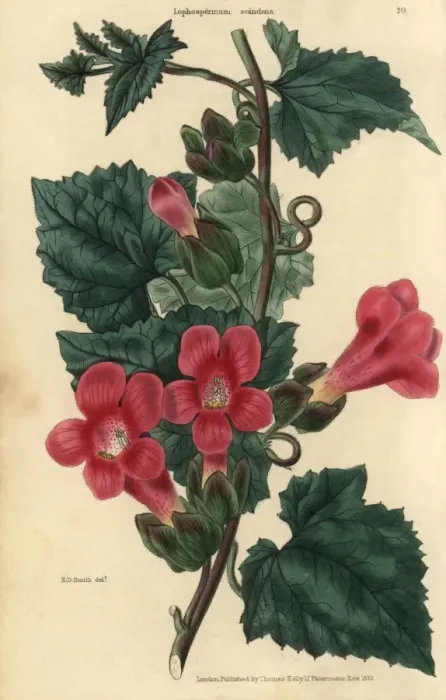 Framed Print : Crimson flowered climbing or scandent Lophospermum Framed Print : Crimson flowered climbing or scandent Lophospermum