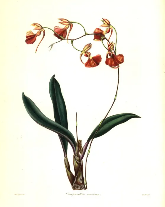 Framed Print : Crimson-flowered comparettia orchid, Comparettia coccinea Framed Print : Crimson-flowered comparettia orchid, Comparettia coccinea