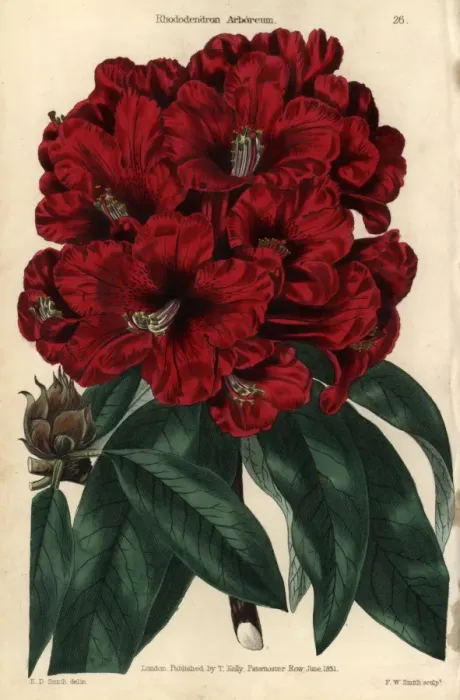 Framed Print : Crimson flowered rhododendron, Rhododendron arboreum Framed Print : Crimson flowered rhododendron, Rhododendron arboreum