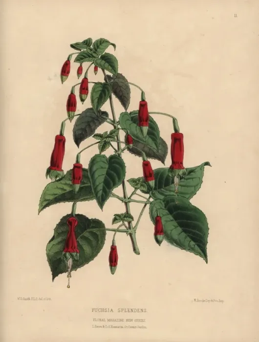 Framed Print : Crimson fuchsia, Fuchsia splendens Framed Print : Crimson fuchsia, Fuchsia splendens