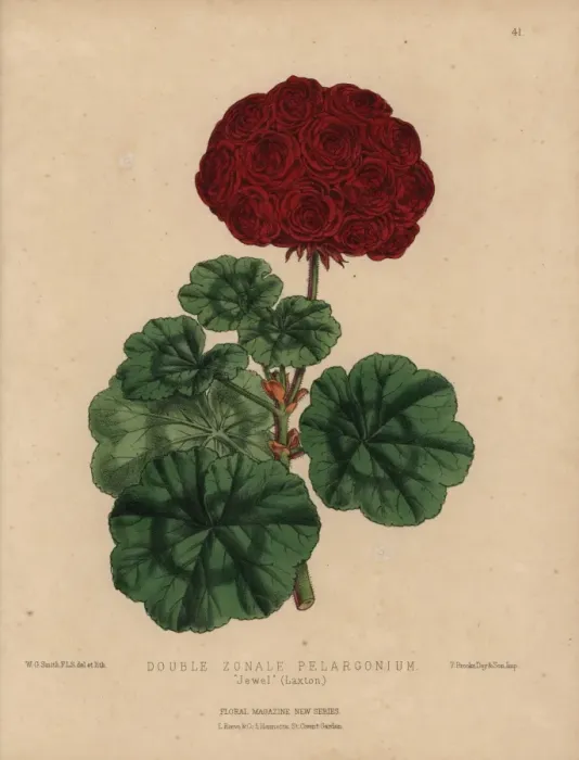 Framed Print : Crimson geranium with large flowers, double-zonale Framed Print : Crimson geranium with large flowers, double-zonale
