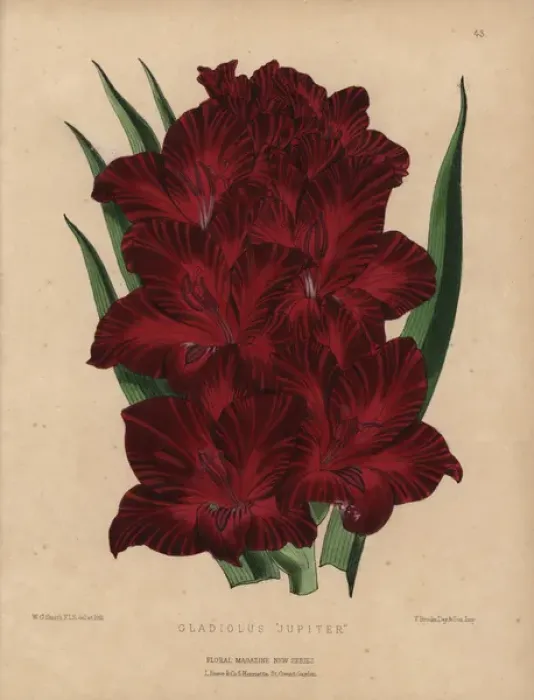 Framed Print : Crimson gladiolus, Gladiolus jupiter Framed Print : Crimson gladiolus, Gladiolus jupiter