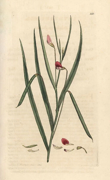 Crimson grassvetch, Lathyrus nissolia