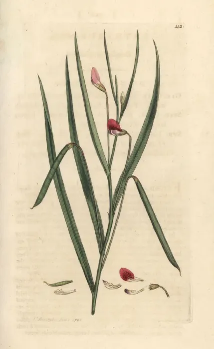 Framed Print : Crimson grassvetch, Lathyrus nissolia Framed Print : Crimson grassvetch, Lathyrus nissolia