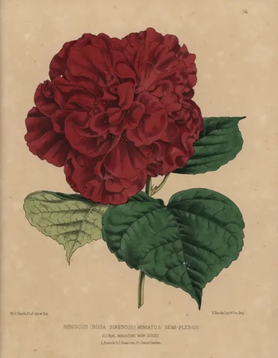 Framed Print : Crimson hibiscus variety, Hibiscus rosa sinensis Framed Print : Crimson hibiscus variety, Hibiscus rosa sinensis