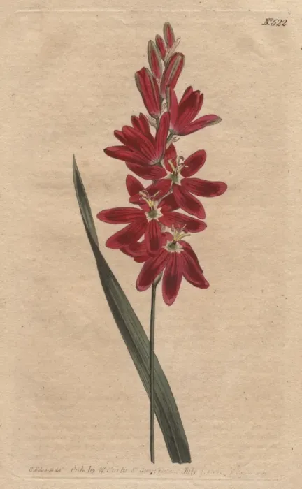 Framed Print : Crimson ixia or spreading-flower d ixia with Framed Print : Crimson ixia or spreading-flower d ixia with