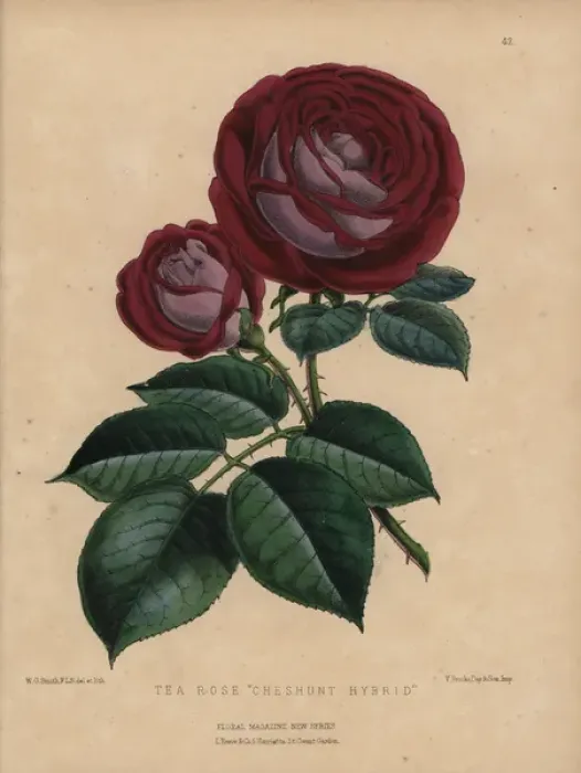 Framed Print : Crimson and mauve tea rose Cheshunt hybrid Framed Print : Crimson and mauve tea rose Cheshunt hybrid