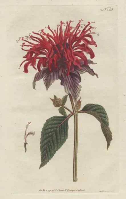 Framed Print : Crimson monarda, Monarda didyma Framed Print : Crimson monarda, Monarda didyma