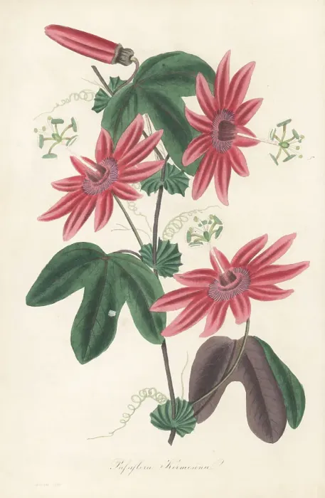 Framed Print : Crimson passion flower, Passiflora kermesina Framed Print : Crimson passion flower, Passiflora kermesina