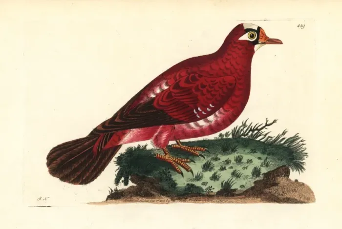 Framed Print : Crimson pigeon, Columba rosea Extinct Framed Print : Crimson pigeon, Columba rosea Extinct