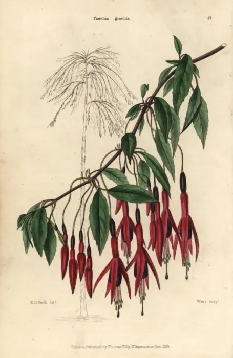 Framed Print : Crimson and purple flowered Fuchsia gracilis Framed Print : Crimson and purple flowered Fuchsia gracilis