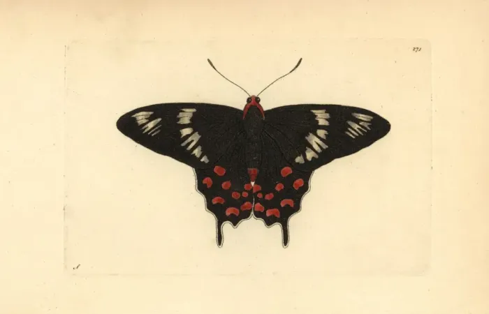 Framed Print : Crimson rose butterfly, Atrophaneura hector