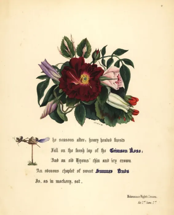 Framed Print : Crimson Rose (Midsummer Nights Dream) Framed Print : Crimson Rose (Midsummer Nights Dream)