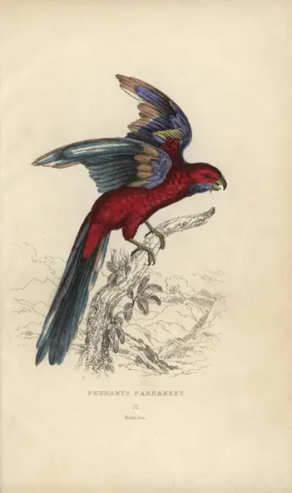 Framed Print : Crimson rosella, Platycercus elegans Framed Print : Crimson rosella, Platycercus elegans