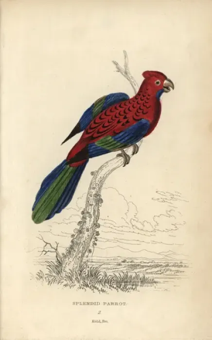 Framed Print : Crimson rosella, Platycerus elegans Framed Print : Crimson rosella, Platycerus elegans