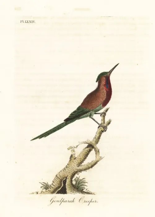 Framed Print : Crimson sunbird, Aethopyga siparaja seheriae Framed Print : Crimson sunbird, Aethopyga siparaja seheriae