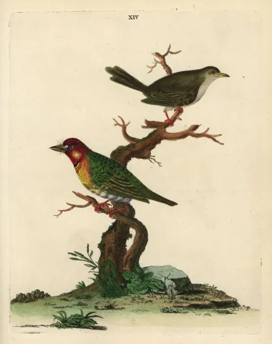 Framed Print : Crimson-throated barbet and unknown warbler Framed Print : Crimson-throated barbet and unknown warbler