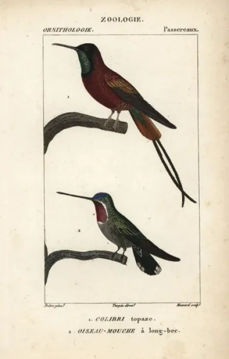 Framed Print : Crimson topaz hummingbird, Topaza pella Framed Print : Crimson topaz hummingbird, Topaza pella