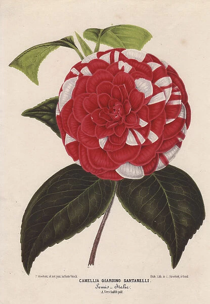 Crimson and white camellia, Giardino Santarelli