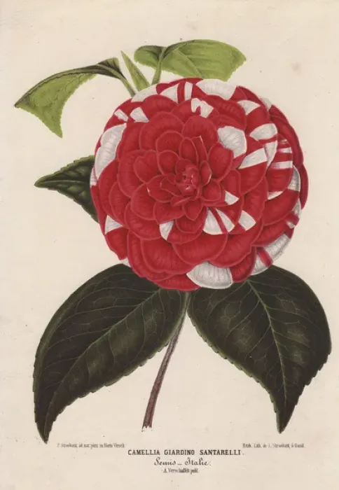 Framed Print : Crimson and white camellia, Giardino Santarelli Framed Print : Crimson and white camellia, Giardino Santarelli