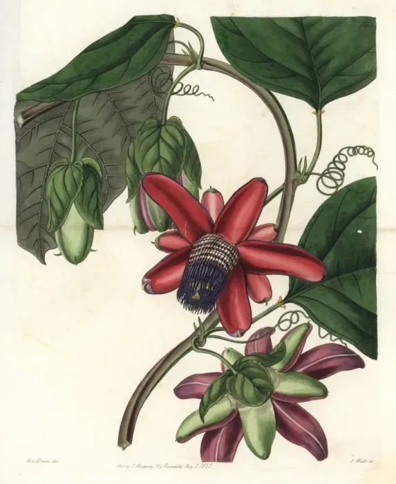 Framed Print : Crimson winged-stem passionflower, Passiflora alata Framed Print : Crimson winged-stem passionflower, Passiflora alata