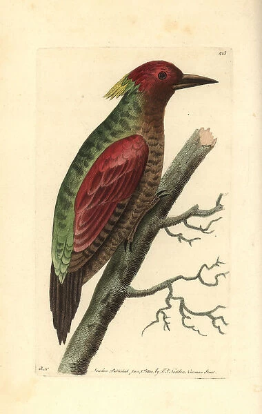 Crimson winged woodpecker, Picus puniceus