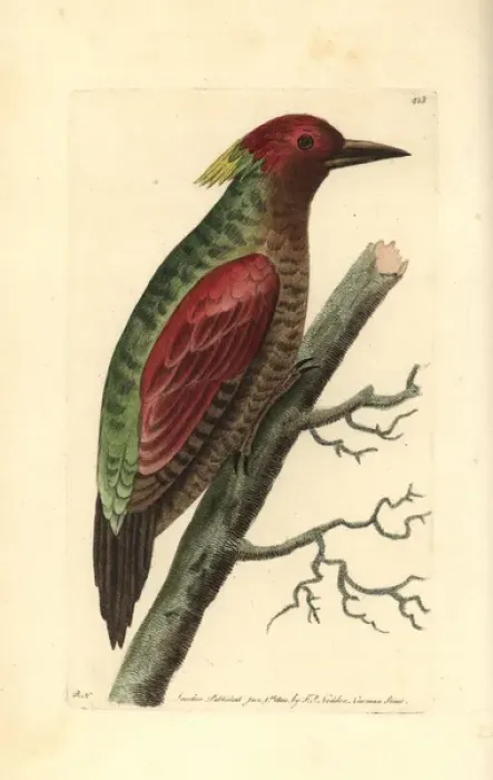 Framed Print : Crimson winged woodpecker, Picus puniceus Framed Print : Crimson winged woodpecker, Picus puniceus