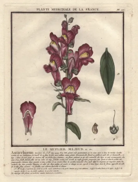 Framed Print : Crimson and yellow snapdragon, Antirrhinum majus Framed Print : Crimson and yellow snapdragon, Antirrhinum majus